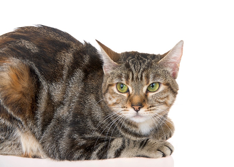 Egyptian Mau Bengal mix cat on white background