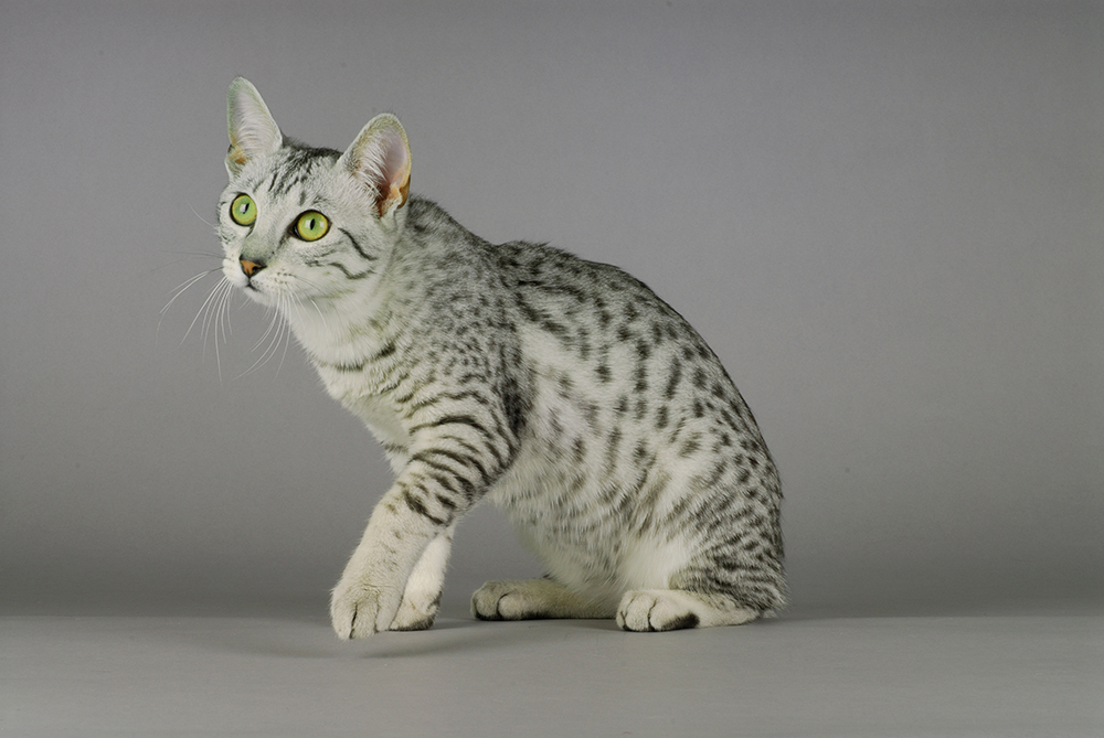 Egyptian mau on grey background