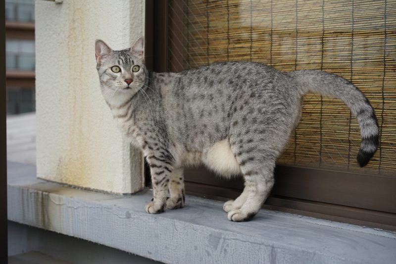 egyptian mau outside the house