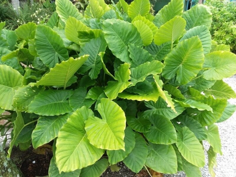 elephant ear plant