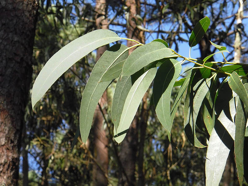 eucalyptus leaves