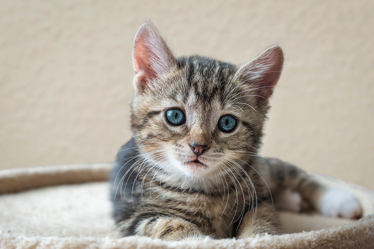 Domestic european shorthair cat