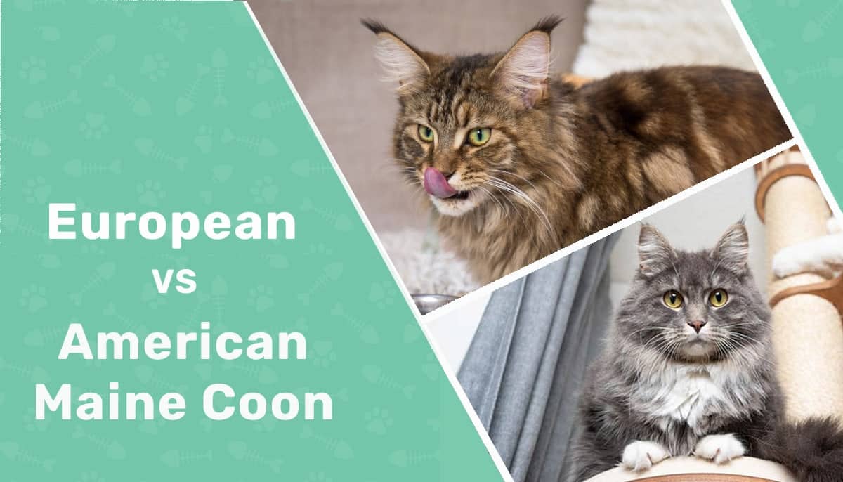European Maine Coon vs. American Maine Coon Main Differences (With