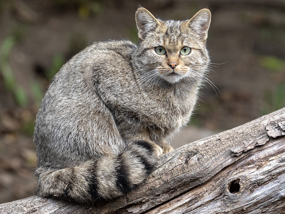 European wild cat on the tree