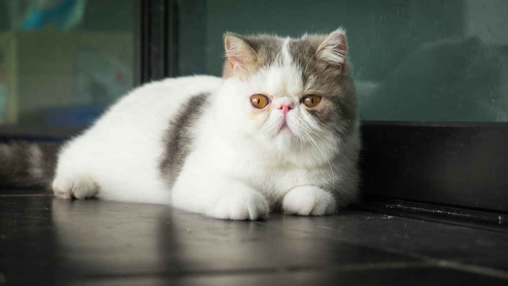 Exotic Shorthair cat on the patio