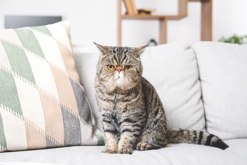 exotic shorthair cat sitting on the couch