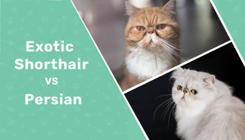 exotic shorthair vs persian featured