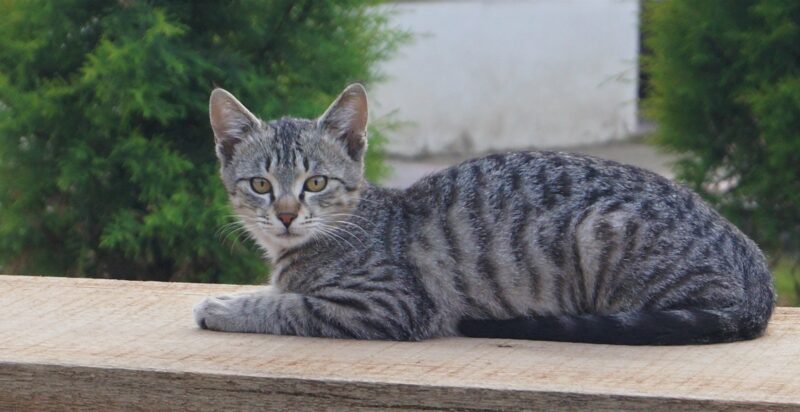 silver male tabby cat lying on brown wooden table