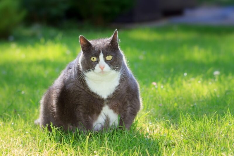 fat cat siiting on the grass