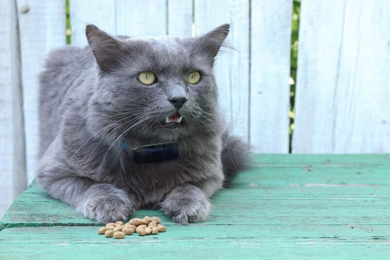Best dry food for outdoor sales cats