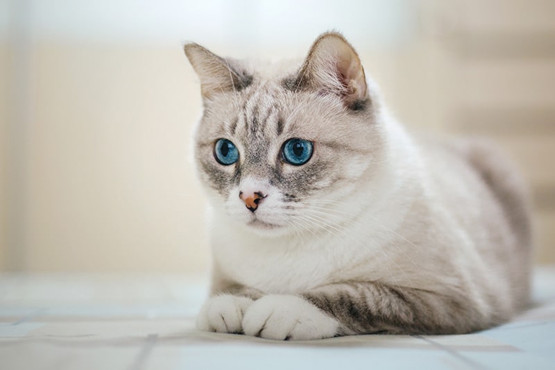 fawn american wirehair cat