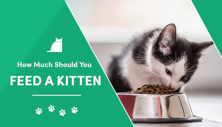 feed a kitten