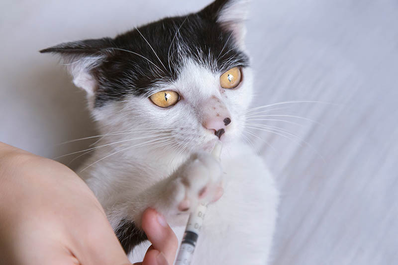 feeding cat using syringe