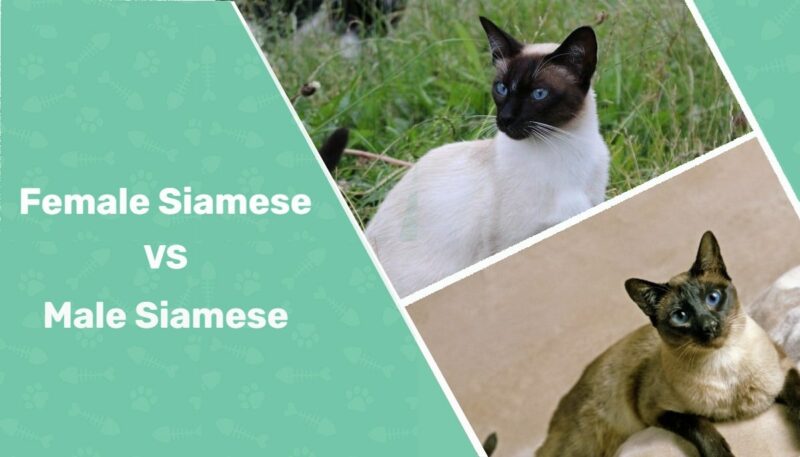 female and male siamese Cat