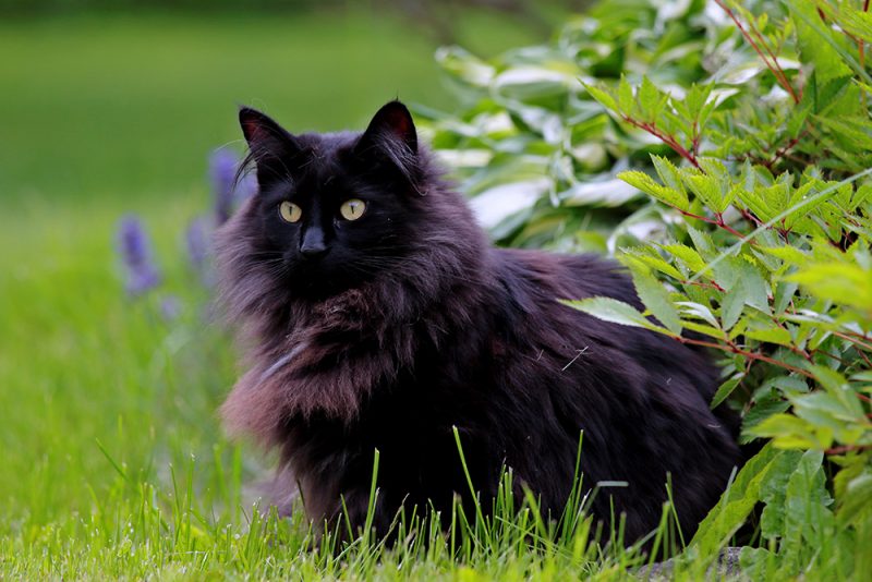 female Black norwegian forest cat
