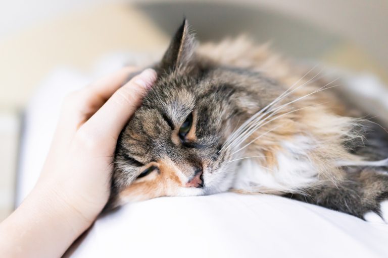 Why Is My Cat Suddenly Lethargic & Weak? 12 Vet-Verified Reasons - Catster