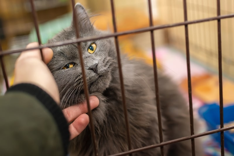 female hand petting the cat in the cage