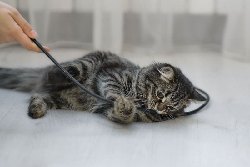 female hand pulling the cord away from the kitten