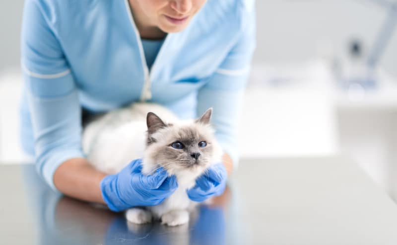 female vet examining a cat