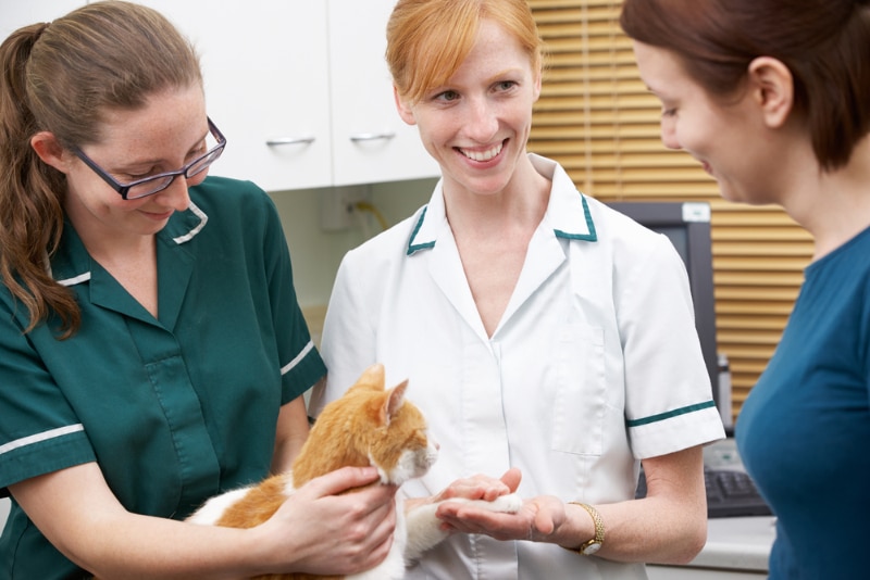 female vet nurses talking to the cat owner