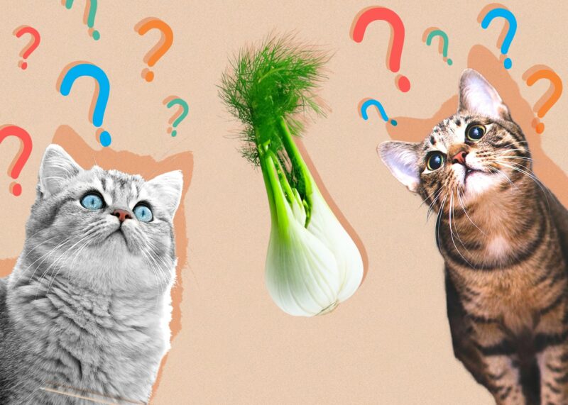 Can Cats Eat Fennel