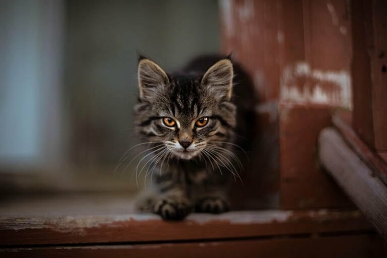 Can Feral Cats Be Friendly Vet Reviewed Facts Advice Catster Can Feral Cats Be Friendly Vet Reviewed Facts Advice Catster