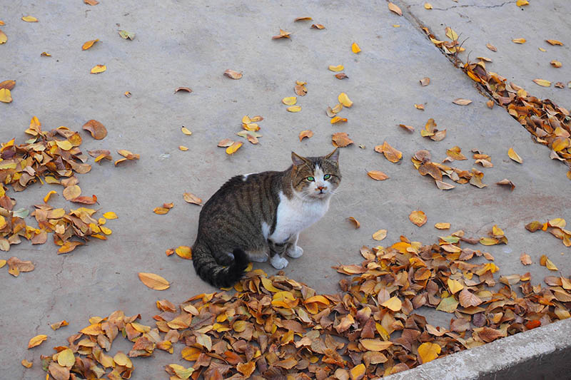 feral cat surrounded with fallen leaves