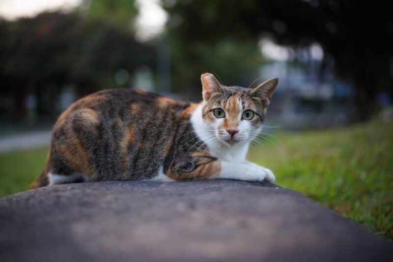 feral cat with right ear tip clipped