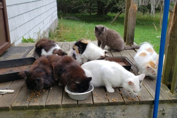 feral cats eating cat food