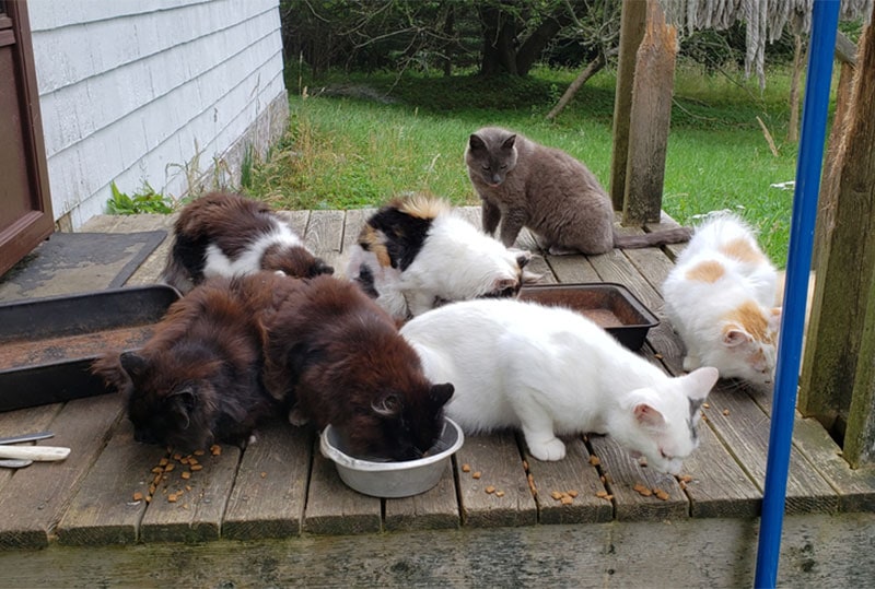 feral cats eating cat food