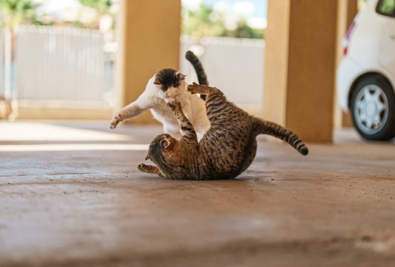 feral cats playing in the street
