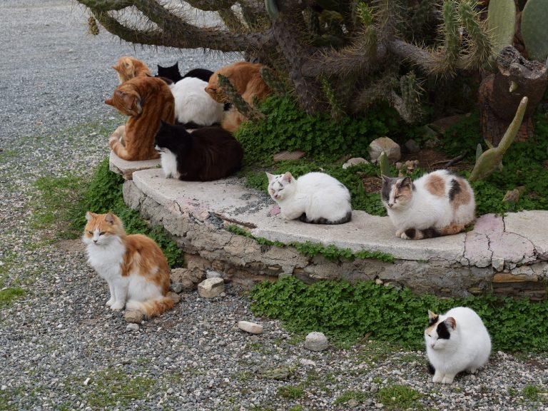 How Many Cats Can You Own In California (Legally & Ethically) - Catster