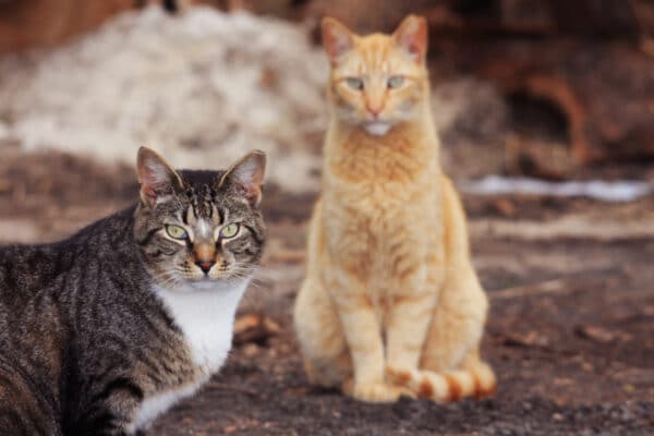 feral cats