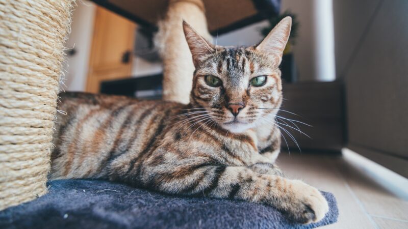 cat and scratching post