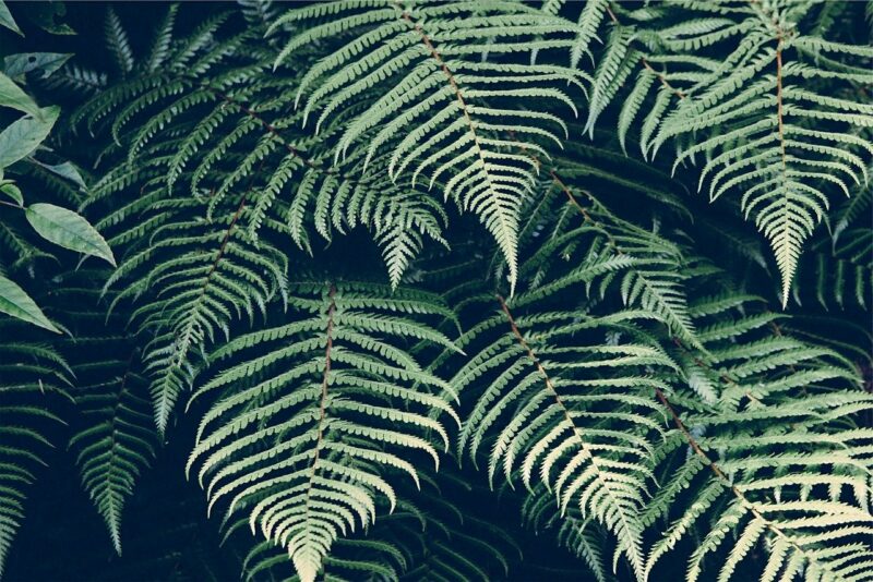 fern leaves