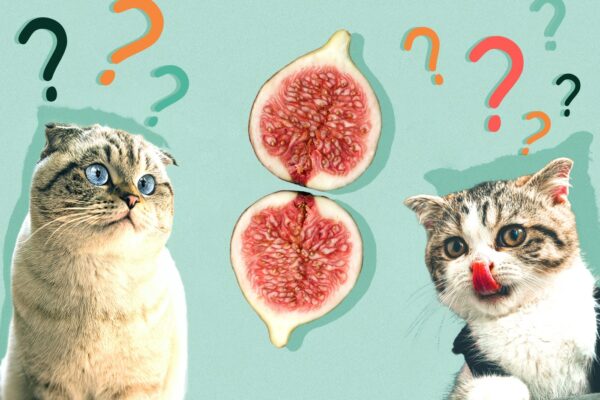 Can Cats Eat figs
