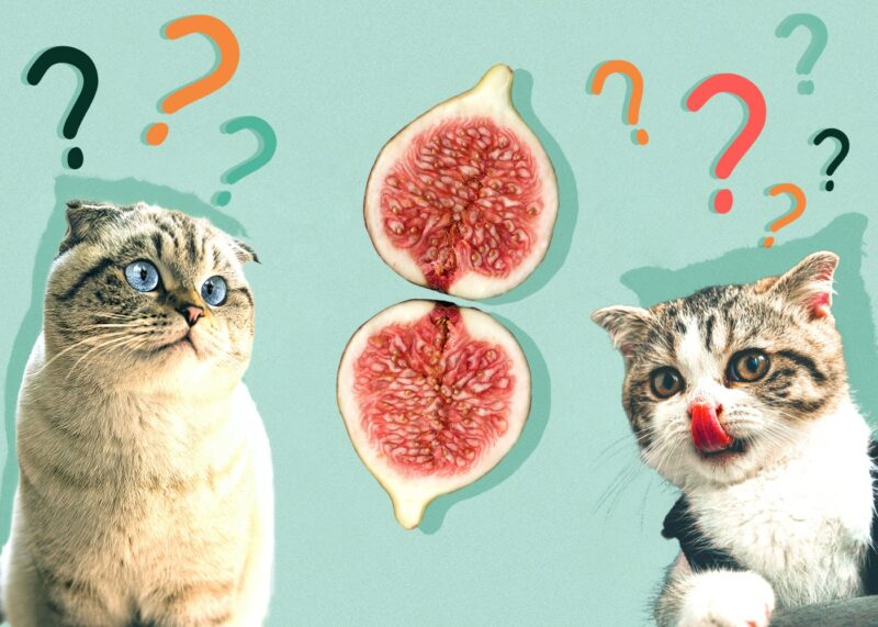 Can Cats Eat figs