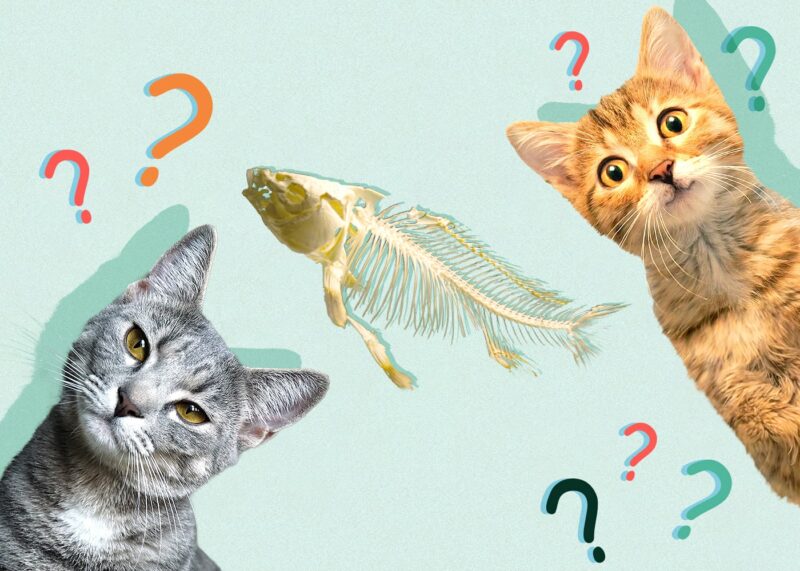 Can Cats Eat fish-bones