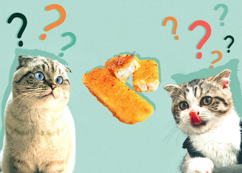 Can Cats Eat fish-sticks