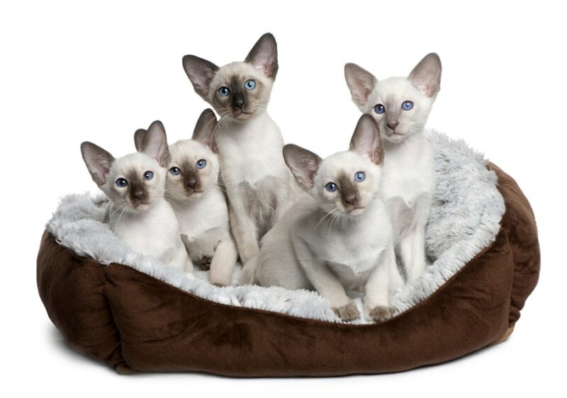 five siamese kittens in a cat bed