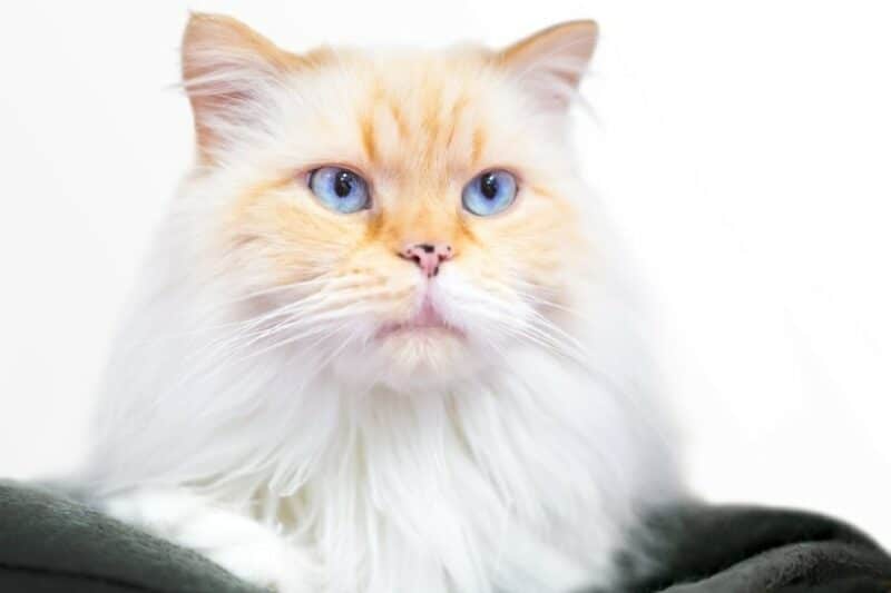 flame point himalayan cat face