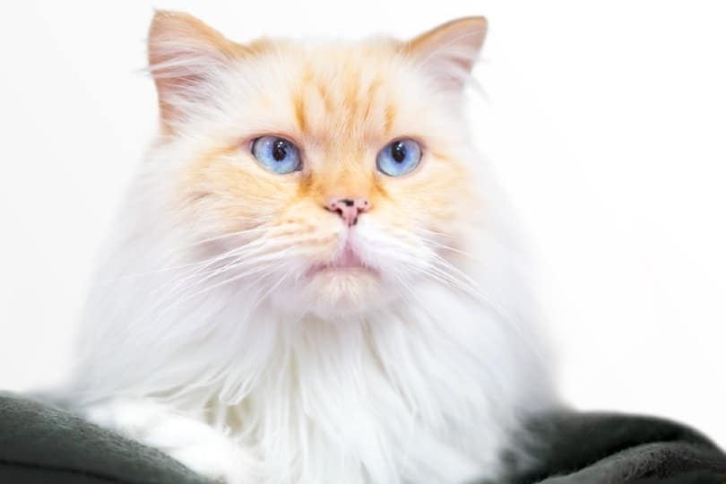 flame point himalayan cat face