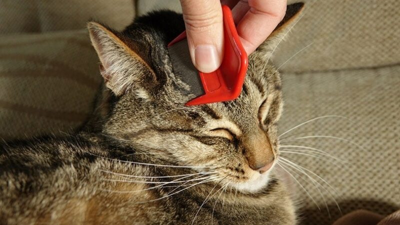 flea combing a tabby cat, looking for fleas