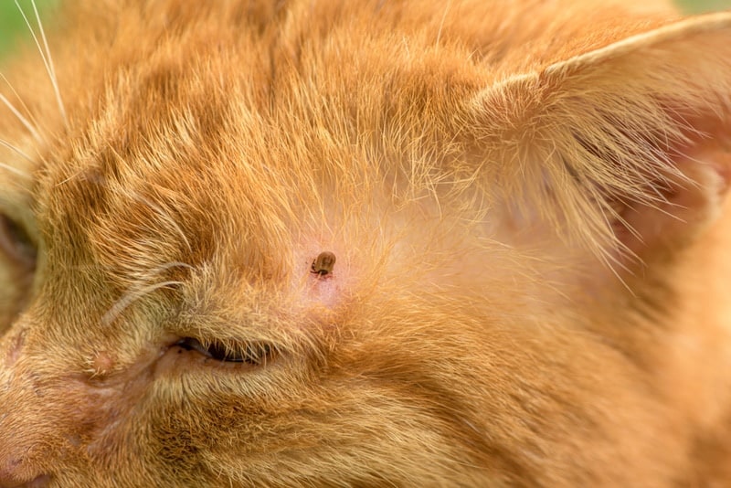 tick on cat's skin