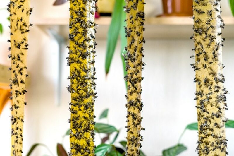 flies caught in a flycatcher tape