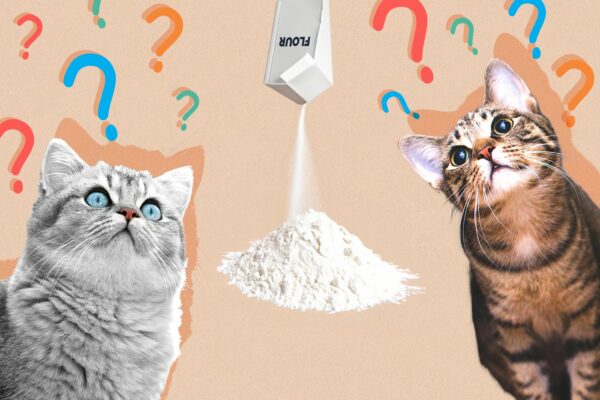 Can Cats Eat flour