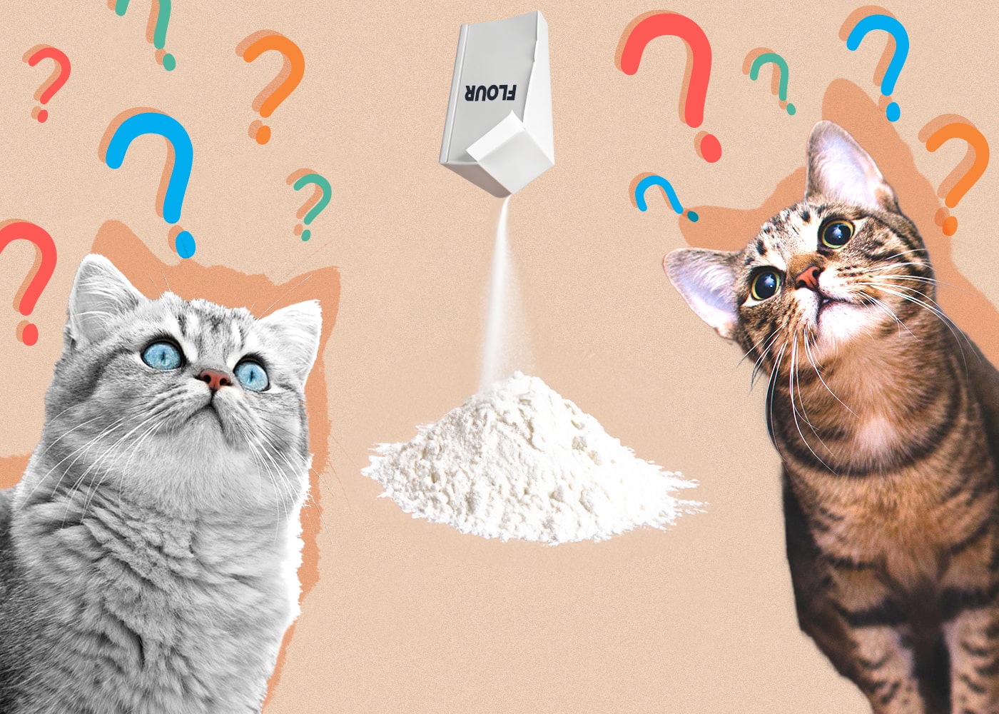What Human Food can Cats eat?, Answered by Vets