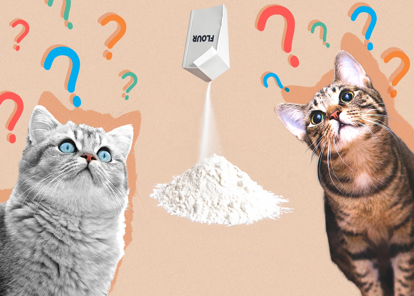 Can Cats Eat flour