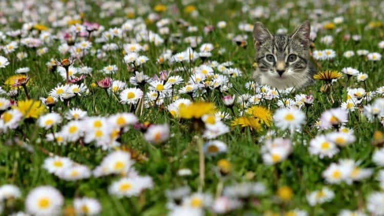 flower cat in field