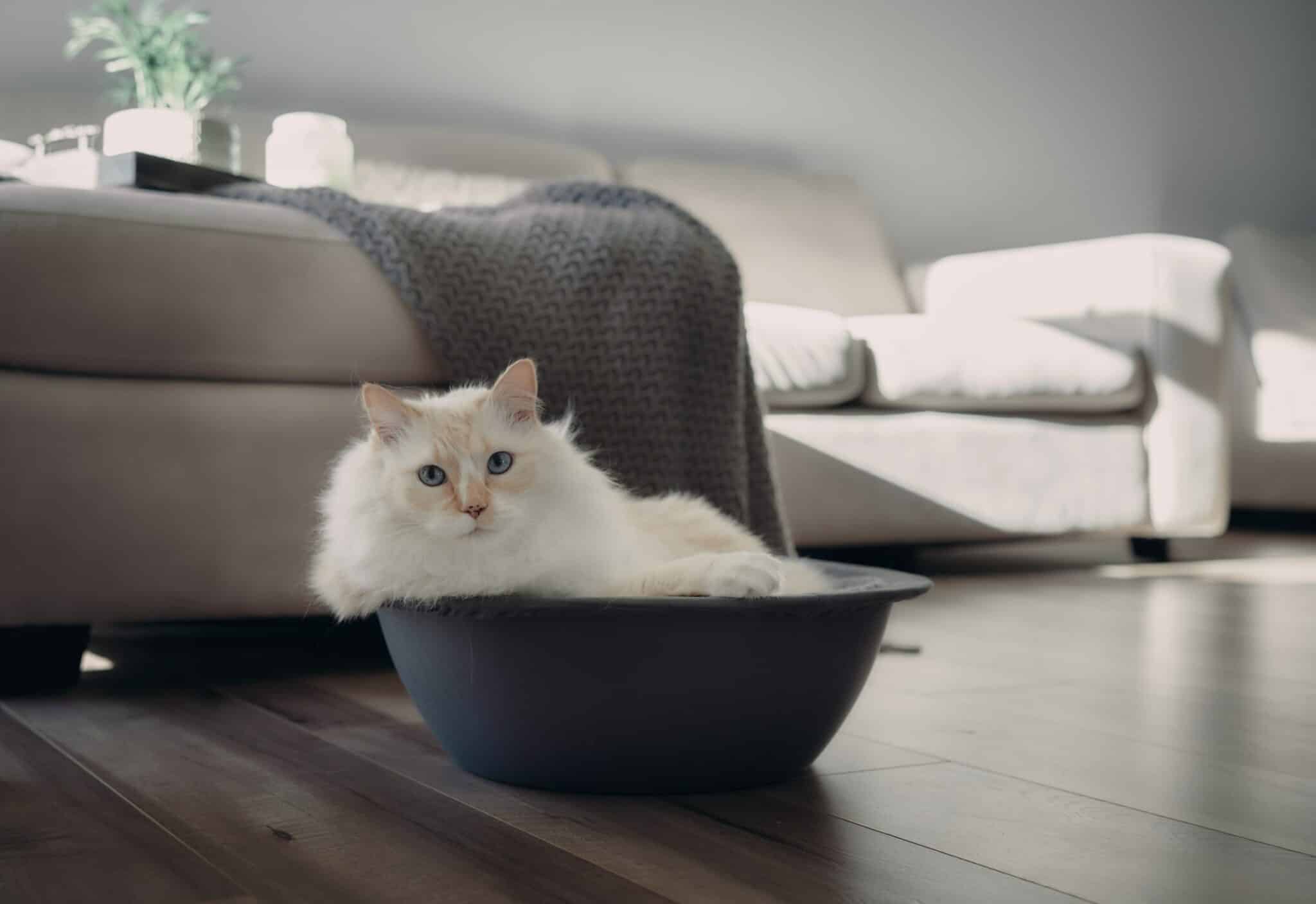 fluffly white himalayan persian cat in hepper nest